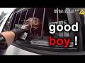 When K 9 Units Take Down Bad Guys
