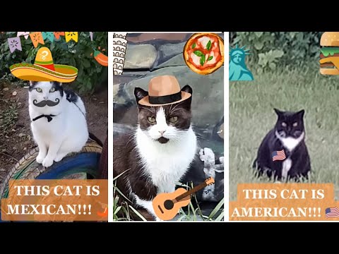 TIK TOK COMPILATION - ALL MY VIDEOS of calling cats and people in different languages! #shorts