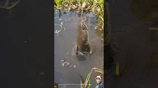 Download lagu mancing ikan gabus gede di rawa-rawa mp3