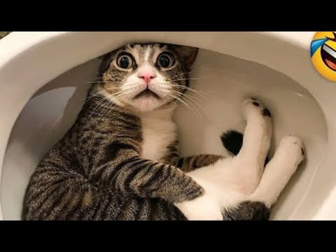 New funniest cats and dogs videos 2025 😼🐶 #Try not to laugh 😜