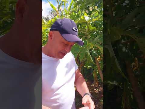 as coisas boas do sertão da Paraiba, são José de Caiana