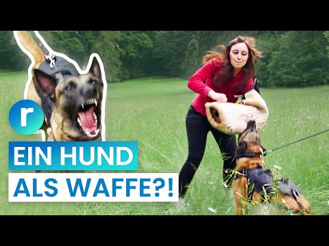 Military-style dog training: harmless hobby or danger to others? | reporter