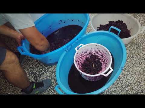 Come fare il vino in modo artigianale, da MicheleExpert- Cropalati- Calabria