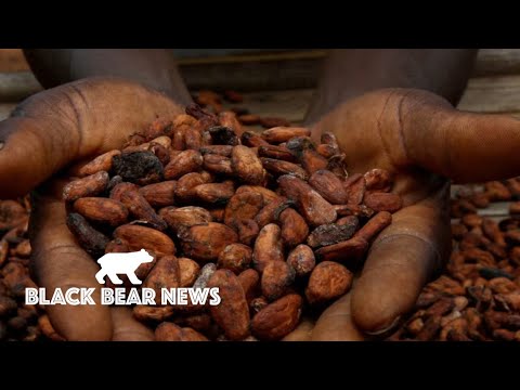 Cocoa Prices Hit All Time Highs Due To Poor Weather