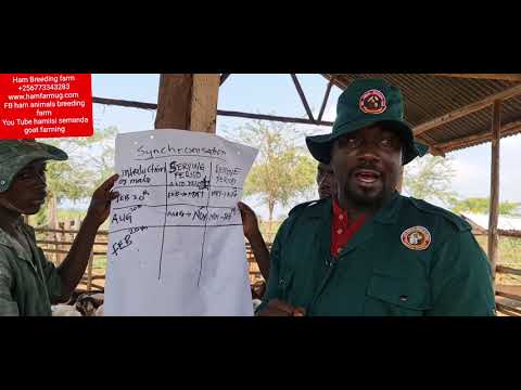 natural synchronisation in goats (how to produce 1000 goats in 3 months ) by hamiisi +256773343283