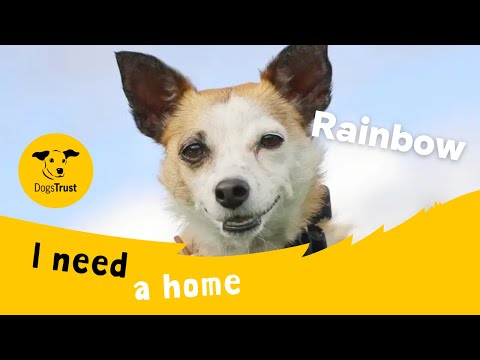 Rainbow for sale in Leeds, Yorkshire