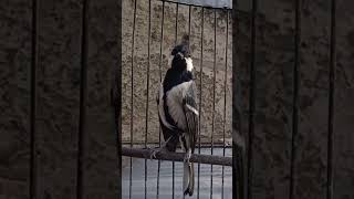 Download lagu gelatik batu gacor mp3