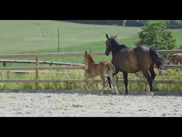 Cheval de sport par Halifax van het Kluizebos