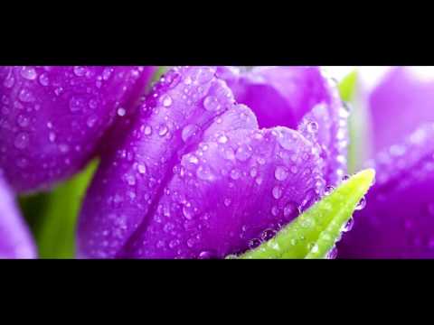 ES Mediterranian Mix 2   Stefan Netsman