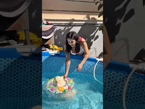 Havuzun içinde simitle yüzen köpek #sorts #shortsvideo #youtubeshorts #comedy