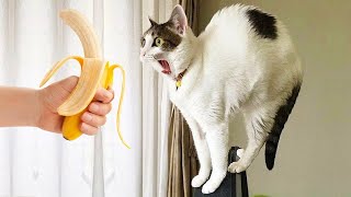 New Funny Videos 2024 😍 Cutest Cats and Dogs 🐱🐶-funny cute cats - funny cats compilation😂