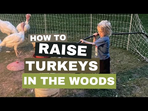 , title : 'Raising Meat Turkeys in the Woods'