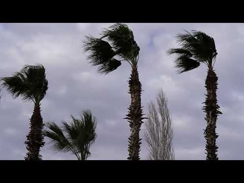 3 Hours, Thrashing Palm Trees by Strong Winds