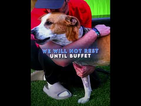 MrBeast Helps This Dog To Finally Get A Home😍 #shorts #shortvideo #mrbeast #mrbeastshorts