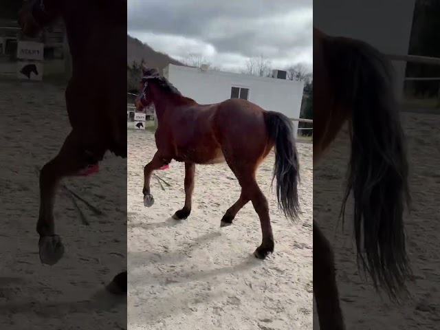 O&rsquo;lastar de Loliban&rsquo;s 