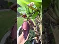 Update Of My Banana Trees Grow In Pot Giving Fruits Flowers ដាំដេីមចេកក្ន�