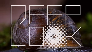 Welcome to Deep Look, with New Host Lauren Sommer    | PBS Digital Studios |   KQED