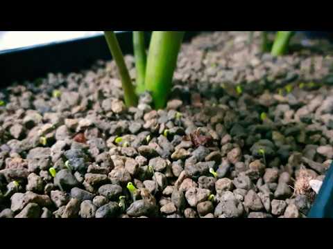 Growing Clover Time lapse 24 hours by Samsung Galaxy Note 10+