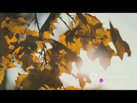 Let's celebrate the beauty of trees 🌳🍃 #NatureInspiration #StrengthfromTrees #PoeticReflections