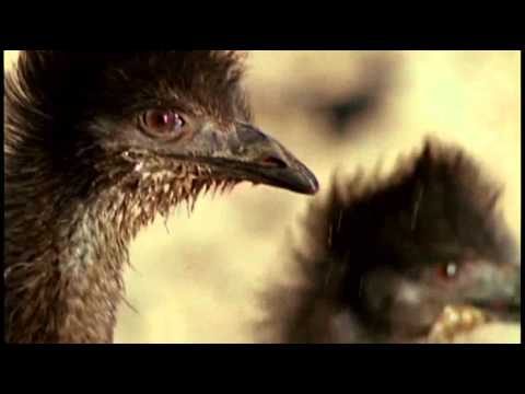 Discovery Ch Prehistoric Predators of the Past 1of3 What Killed the Mega Beasts x264 AC3 MVGroup org 1