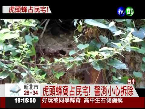 虎頭蜂躲颱風 平地築巢嚇壞人
