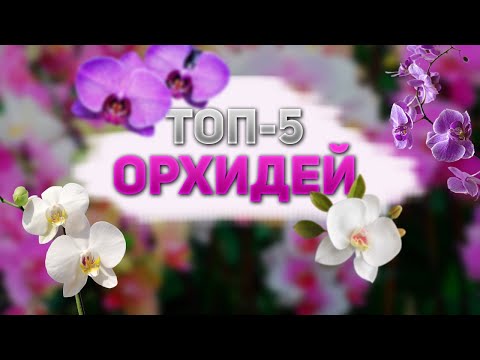 , title : '👉ТОП–5 Видов Орхидей 🔝 Название Орхидей Для Выращивания Дома 👈 🔝 Орхидеи Фото С Названиями Цветов'