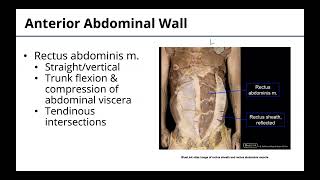 Download the video "Abdominal Wall"