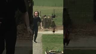 Un drôle de coq poursuit une femme de façon hilarante !