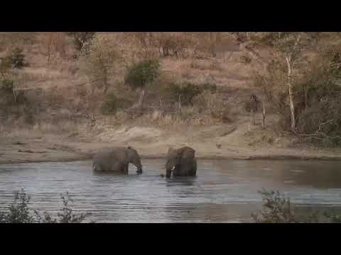 Djuma: Two Elephants playing as another one watches on - 17:53 - 07/26/20