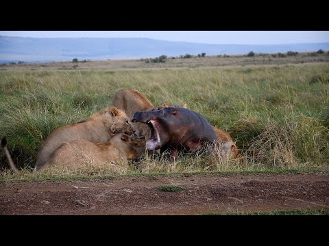 Lions caught a hippo that was late returning to the river