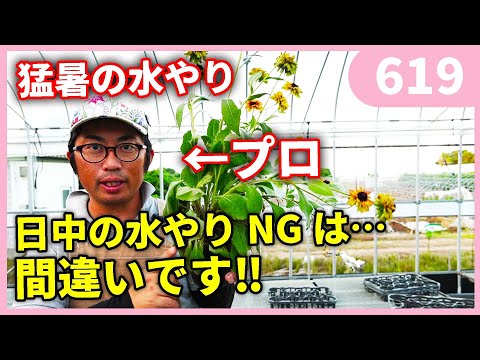 暑すぎる熱波熱干ばつの庭の場合、どの植物に優先的に水をやる必要がありますか