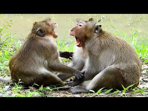 Oops! SweatPea Deep Hurt! Fillex fighting SweatPea, Fillex Catching Special SweatPea!!