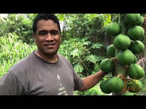 Making Tapioka Starch - Start to Finish!