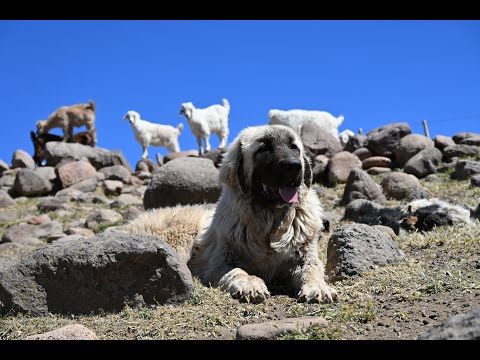 Documental periodístico: Centinelas de la estepa - Perros protectores de ganado.