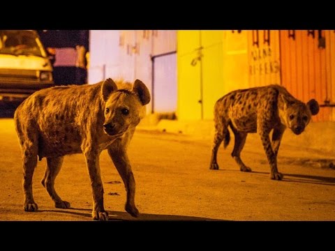 Quand les hyènes envahissent la ville !