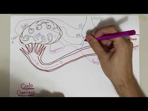 Ciclo Ovariano: Vídeo-Esquema.