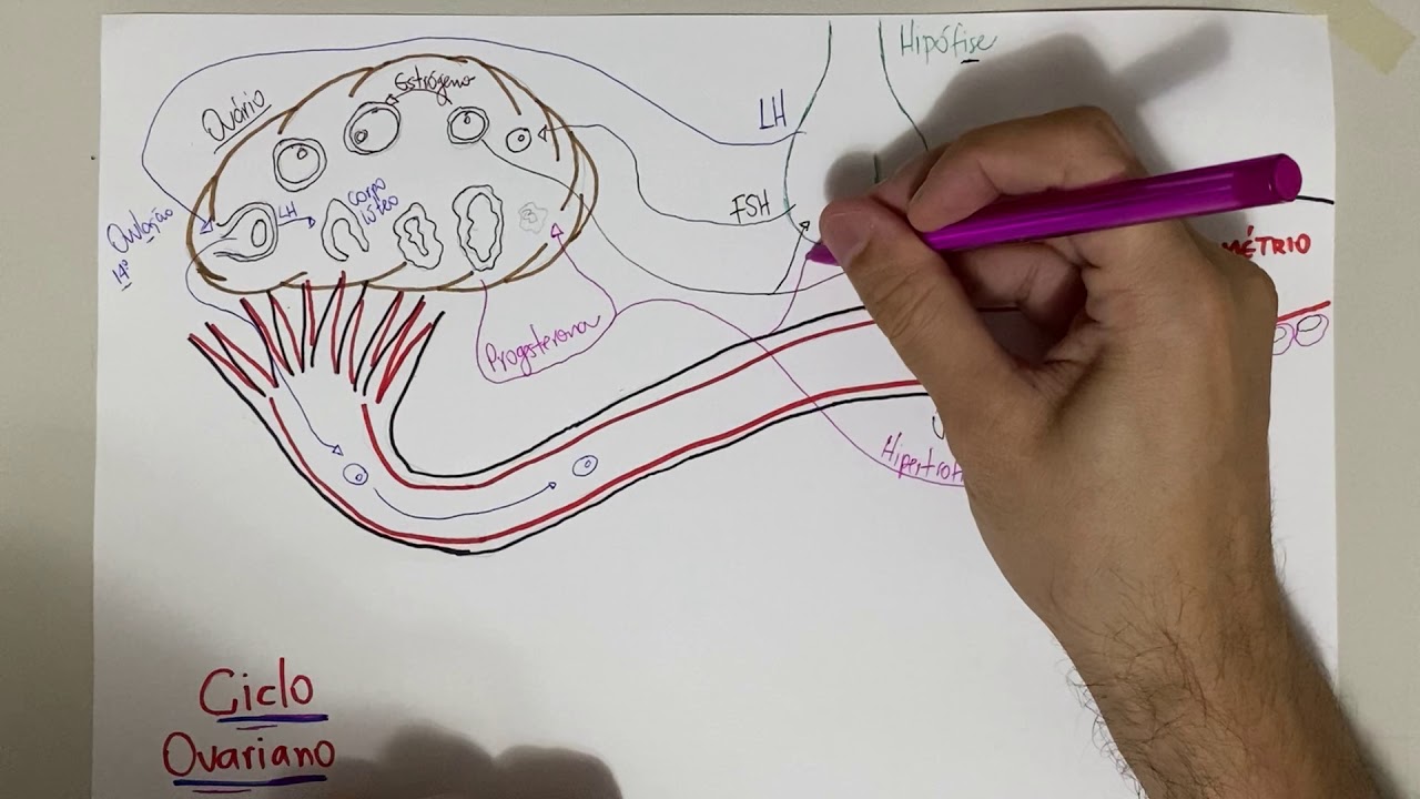 Ciclo Ovariano: Vídeo-Esquema.