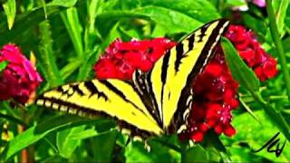 Canadian Ornamental Gardens Video