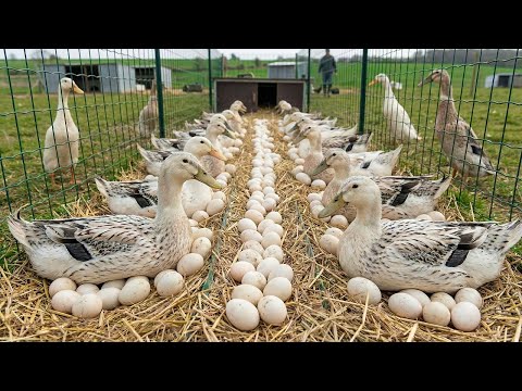 How To Raise Ducks For Eggs And Meat At Home - Duck Farming & A Day In The Life Farm