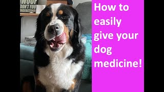 How to give your big dog liquid medicine and pills. Watch Bernese Mountain Dogs take medicine!