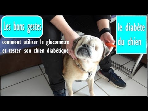 download lagu mp3 mp4 Diabete Chien, download lagu Diabete Chien gratis, unduh video klip Diabete Chien