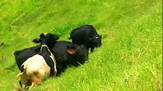 Dairy Farm at Munnar