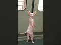 Mau Mau Foryou