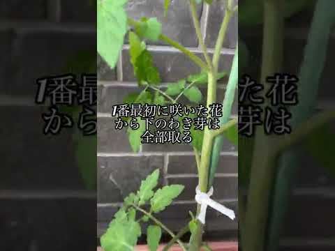 杭を使ってトマトを育てる：その理由と方法！  庭園