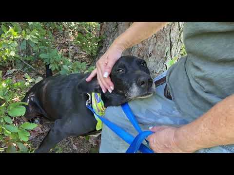 Meet Montana | Dogs for Adoption | Animal Welfare Association | Shelter & Clinic New Jersey