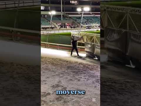 This Job Can Save the Dogs in Greyhound Racing 🐕⚠️ #shorts