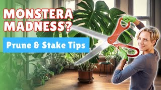 How to Add Support & Prune Back Overgrown Monstera Deliciosa Plants
