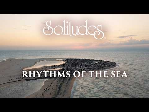 Dan Gibson’s Solitudes - Wings Above the Sea | Rhythms of the Sea