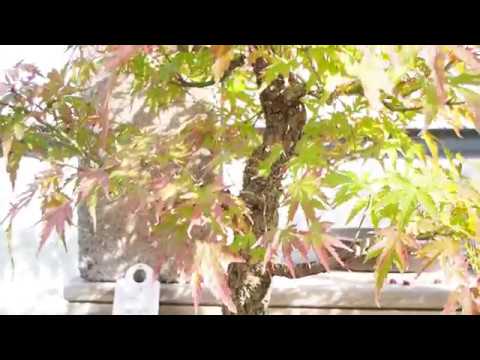 Plant City Bonsai - Mid Fall - 2018