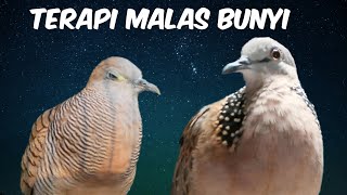 Download lagu 2 Perkutut Lokal Gacor Istimewa Vs 2 Tekukur Gayer Idaman. Heboh❗ mp3 Download lagu 2 Perkutut Lokal Gacor Istimewa Vs 2 Tekukur Gayer Idaman. Heboh❗ mp3